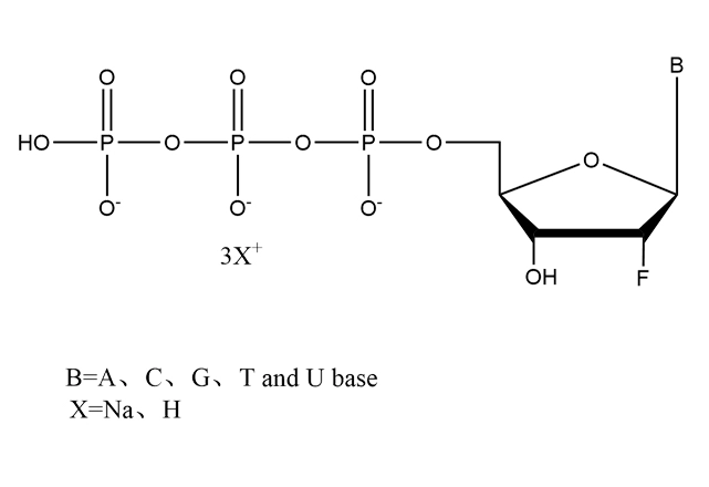 2'-F-dNTP