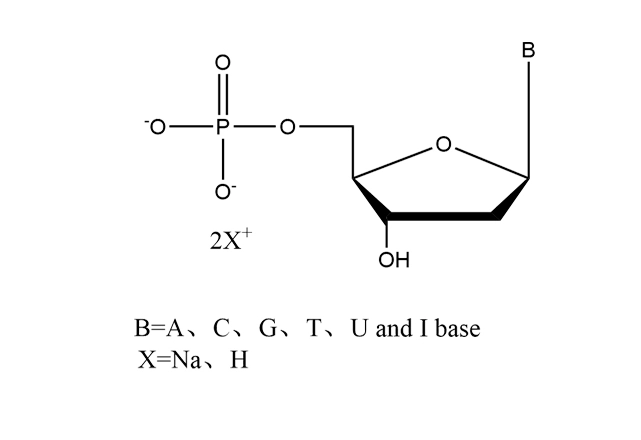 dNMP