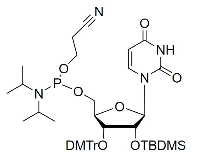 2'-O-TBDMS-U-CE reverse phosphoramidite